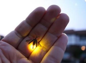 螢火蟲(chóng)的發(fā)光原理 螢火蟲(chóng)的發(fā)光原理